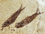 Multiple Knightia Fossil Fish - Wyoming #60800-1